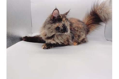 成約済の東京都のサイベリアン-18380の8枚目