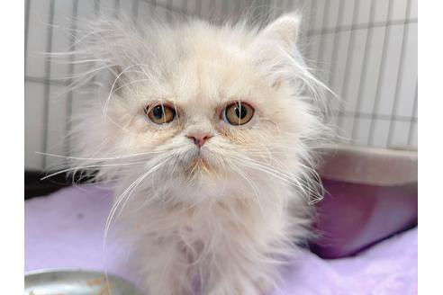 成約済の東京都のエキゾチックロングヘア-20342の20枚目