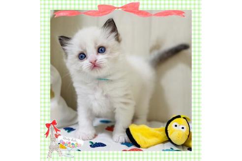 成約済の大阪府のラグドール-22279の1枚目