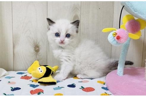 成約済の大阪府のラグドール-22279の5枚目