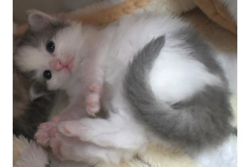 成約済の茨城県のノルウェージャンフォレストキャット-22329の4枚目