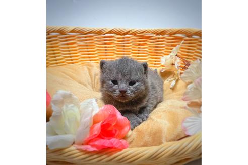成約済の千葉県のブリティッシュショートヘア-22079の3枚目