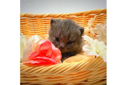 成約済の千葉県のブリティッシュショートヘア-22079の2枚目