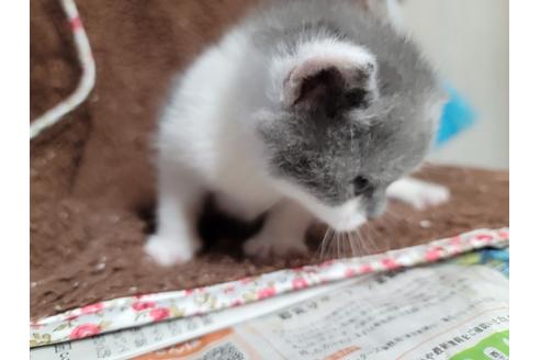 成約済の千葉県のブリティッシュショートヘア-22081の3枚目