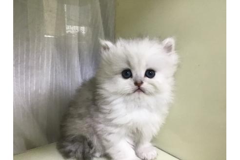 生後3ヶ月未満のペルシャ チンチラ の子猫を探す 子猫ブリーダーナビ