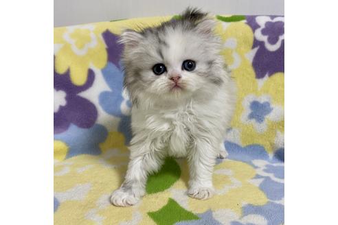成約済の神奈川県のミヌエット-21775の5枚目
