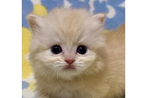 成約済の神奈川県のミヌエット-22390の1枚目