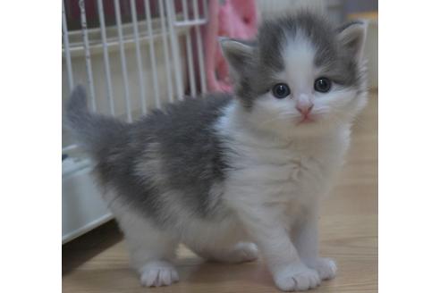 成約済の茨城県のノルウェージャンフォレストキャット-22329の3枚目