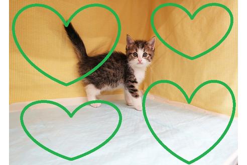 成約済の東京都のマンチカン-22430の1枚目