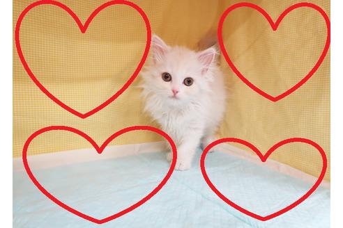 成約済の東京都のスコティッシュフォールド-22431