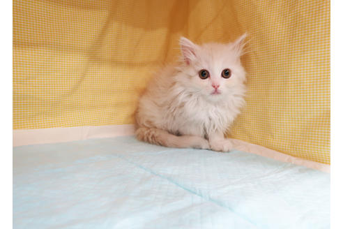 成約済の東京都のスコティッシュフォールド-22431の3枚目