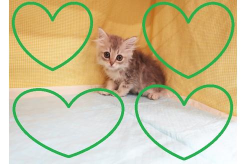 成約済の東京都のミヌエット-22629