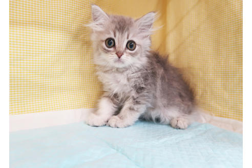 成約済の東京都のミヌエット-22629の2枚目