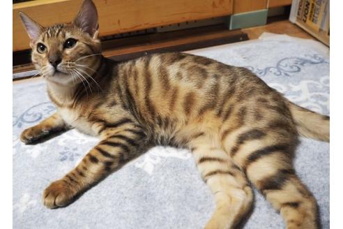 成約済の群馬県のジェネッタ-22485