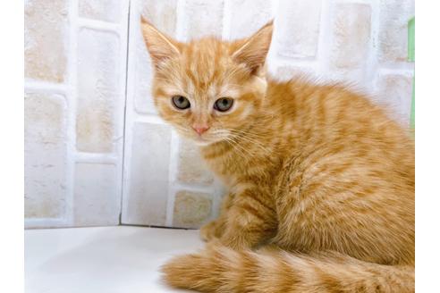 成約済の東京都のマンチカン-22577の6枚目