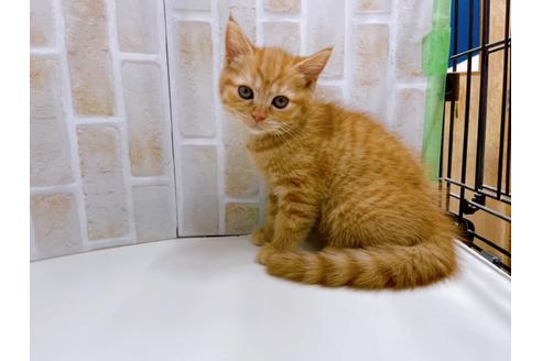 成約済の東京都のマンチカン-22577の8枚目