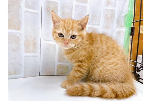 成約済の東京都のマンチカン-22577の1枚目