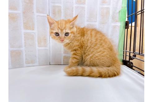 成約済の東京都のマンチカン-22577の2枚目