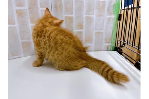 成約済の東京都のマンチカン-22577の3枚目