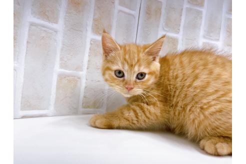 成約済の東京都のマンチカン-22577の4枚目