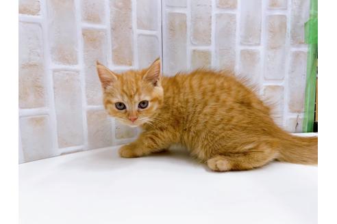 成約済の東京都のマンチカン-22577の5枚目