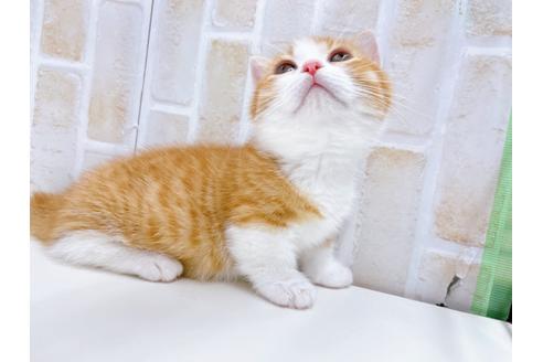 成約済の東京都のマンチカン-22576の7枚目