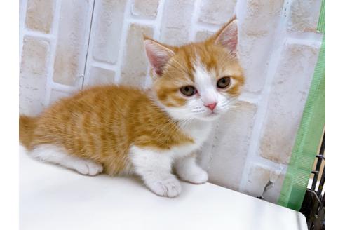 成約済の東京都のマンチカン-22576の1枚目