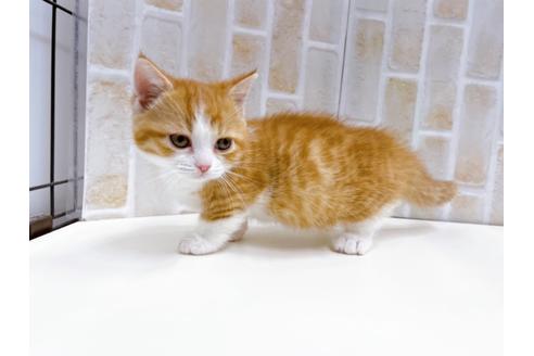 成約済の東京都のマンチカン-22576の2枚目