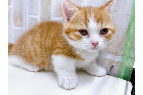 成約済の東京都のマンチカン-22576の3枚目