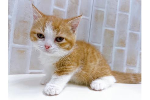 成約済の東京都のマンチカン-22576の4枚目