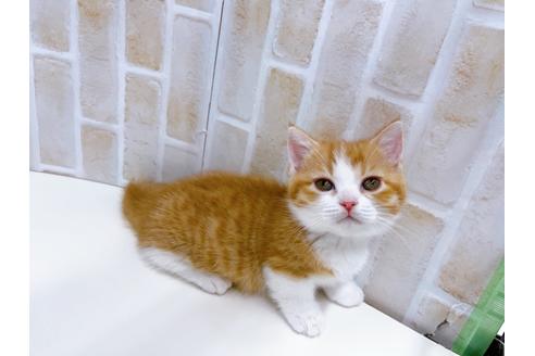 成約済の東京都のマンチカン-22576の6枚目