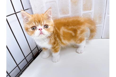 成約済の東京都のエキゾチックショートヘア-22573の2枚目