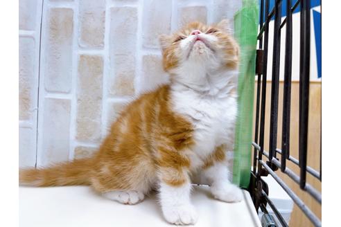 成約済の東京都のエキゾチックショートヘア-22573の3枚目