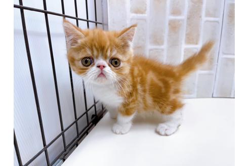 成約済の東京都のエキゾチックショートヘア-22573の4枚目