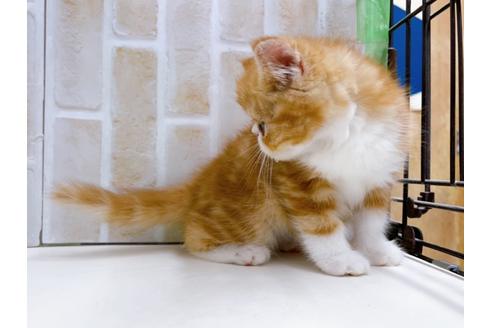 成約済の東京都のエキゾチックショートヘア-22573の5枚目