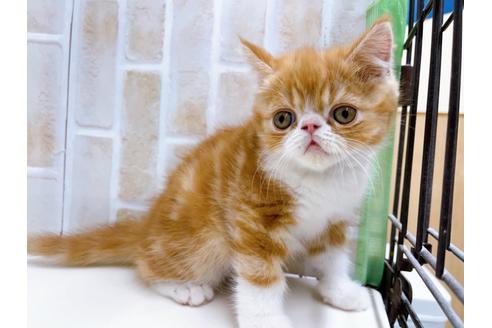 成約済の東京都のエキゾチックショートヘア-22573の6枚目