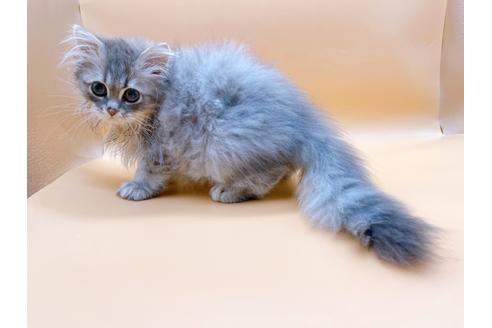 成約済の東京都のサイベリアン-22578の12枚目