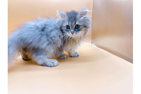 成約済の東京都のサイベリアン-22578の5枚目