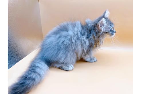 成約済の東京都のサイベリアン-22578の6枚目