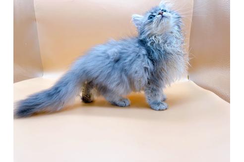 成約済の東京都のサイベリアン-22578の7枚目