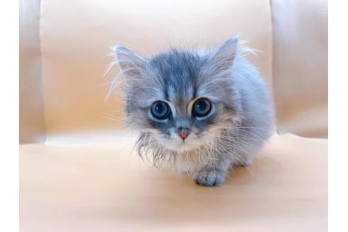 成約済の東京都のサイベリアン-22578の8枚目