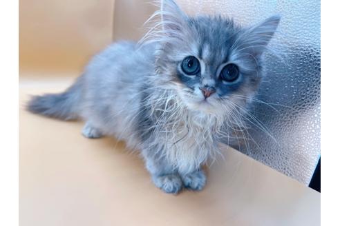 成約済の東京都のサイベリアン-22578の9枚目