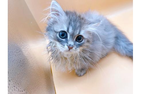 成約済の東京都のサイベリアン-22578の1枚目