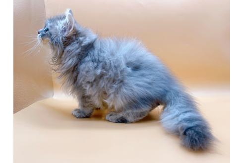 成約済の東京都のサイベリアン-22578の11枚目