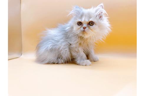 成約済の東京都のエキゾチックロングヘア-20342の19枚目