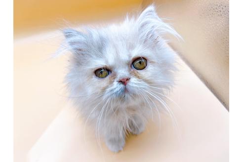 成約済の東京都のエキゾチックロングヘア-20342の18枚目