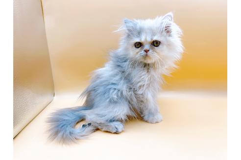 成約済の東京都のエキゾチックロングヘア-20342の17枚目