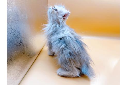 成約済の東京都のエキゾチックロングヘア-20342の16枚目