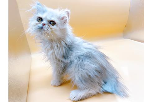 成約済の東京都のエキゾチックロングヘア-20342の14枚目