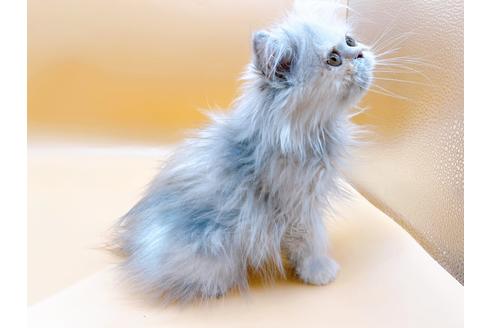 成約済の東京都のエキゾチックロングヘア-20342の13枚目